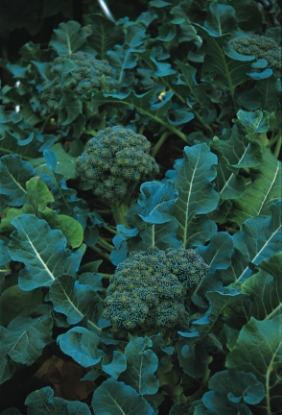 Picture of Green Sprouting